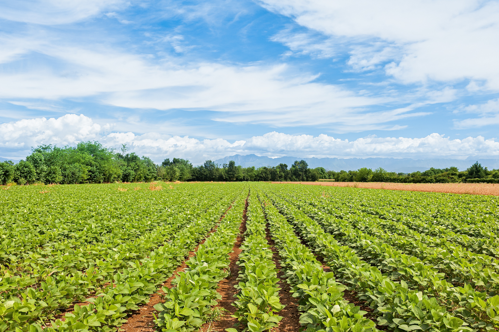 Agriculture